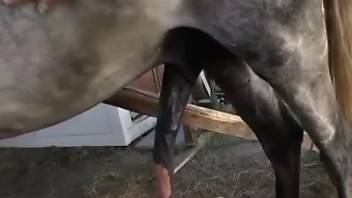 Naked female masturbates then fucks with the horse