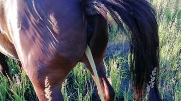 Sexy horse showing off its oozing pussy on camera