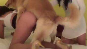 Green panties hottie gets fucked hard by a doggo