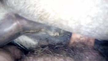 Guy inserts entire cock into mare's soaked pussy