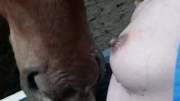 Asian beauty jerking a stallion's beautiful cock