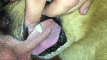 Dude's hard dick banging a really slutty doggo