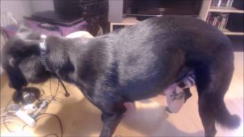 Guy's steamy cock stiffens further in a bestiality handjob