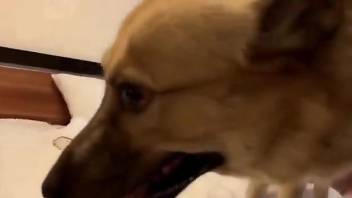 Skinny blonde pounded like crazy by a twisted doggo