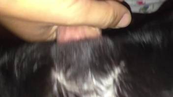 Man sticks his endless dick into a dog's wet vag