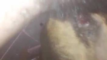 Guy inserts entire dick into animal's hairy pussy