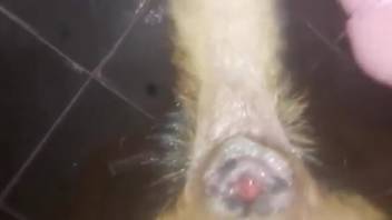 Guy pounding a beast's snug opening in a first-person video