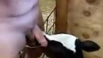 Kinky cow worships a dude's nice-looking cock