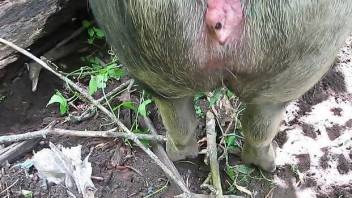 Man deep fucks the pig and cums inside it