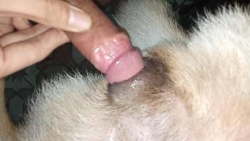 Aroused man hard fucks his furry friend on cam