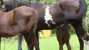 Latina fucks a horse in front of her future husband