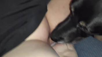 Tasty pussy getting licked clean by a dog hottie