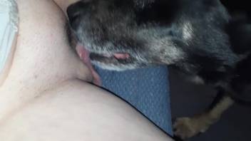 Attractive beast's tongue probing human vagina