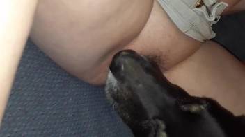 Black dog tonguing a zoophile's succulent slit