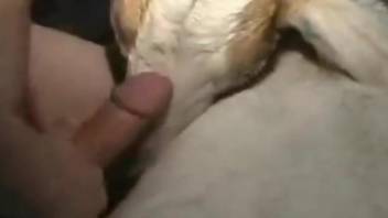 Goat licks man's dick before he fucks her