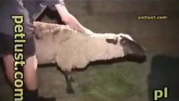 Amateur zoophile fucks innocent sheep right in the stable