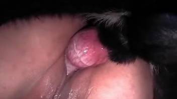 Full pussy blast after trying sex with the furry dog