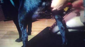 Crossdressing zoophile hottie fucking a kinky dog