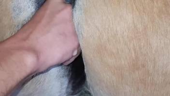 Horny guy finger fucks his female horse in harsh modes