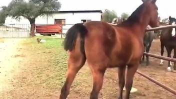 Unfucked mare pussy smells incredible it seems like