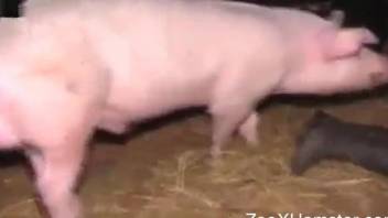 Pig plows a tight human pussy from behind in a barn