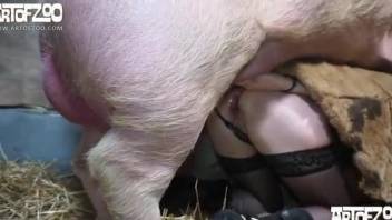 Pig Fuck Girl