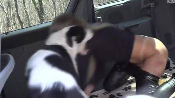 Lustful lady enjoying bestiality in the backseat