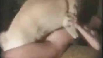 Fun-loving doggo fucking submissive zoophiles