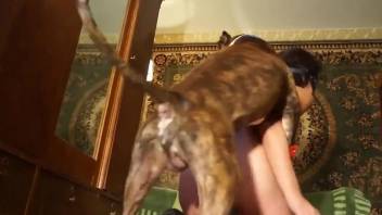 Skanky gal fucking a dog in a free online porn vid