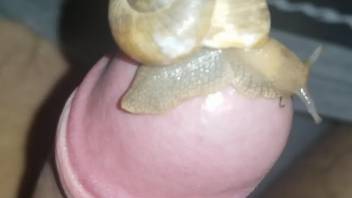 Dude lets a snail pleasure his uncut dick on camera