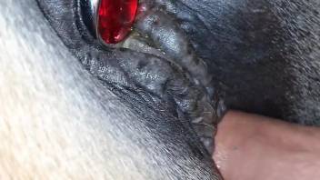 Butt plug mare getting fucked by a huge penis