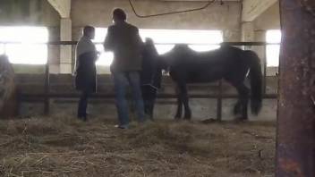 Inked lady jerking a horse's perfect penis in the barn