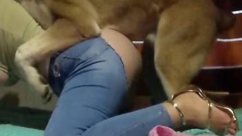 Curvy female enjoys the furry dog for mutual pleasur