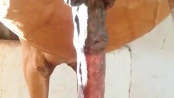 Huge horse cock spotlighted in free porn video