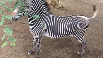 Zebra cock is the hottest kinda cock there is