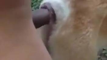 Aroused man inserts his big chunk of dick into a dog's pussy