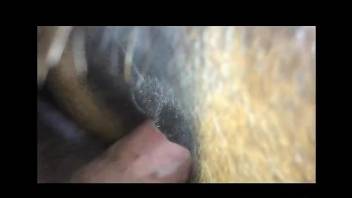 Guy uses his meaty cock to fuck a beast real deep