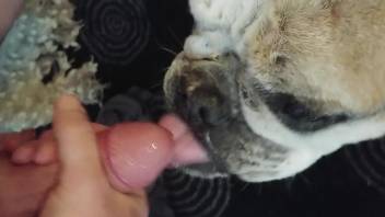 Nice dog licking a guy's cock to make him orgasm