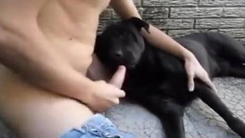 Black beast having fun with a nice-cocked dude