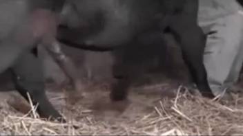 Older woman forces the horse's massive penis into her vagina and anus