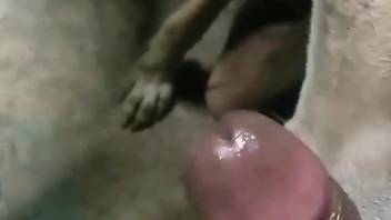 Dog licks man's big black dick until the man comes