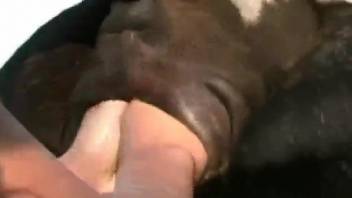 Aroused babe sticks her fist into the animal's pussy