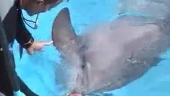 Dude is happy to play around with a dolphin's cock