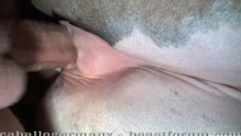 Close-up fucking session with a dripping animal cunt