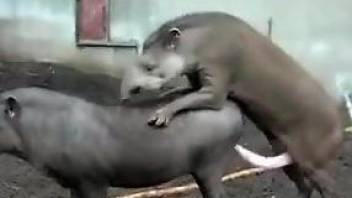 Animals enjoying hard banging with each other