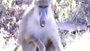 Horny baboon masturbates while horny guy films him