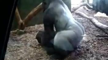 Gorilla fucking his female turns horny guy on at the zoo