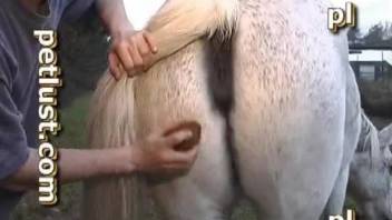 Man Fuck Horse