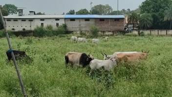 Aroused man films the animals in their natural habitat and gets horny