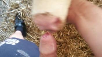 Cow deepthroating a nice cock in a POV porn video